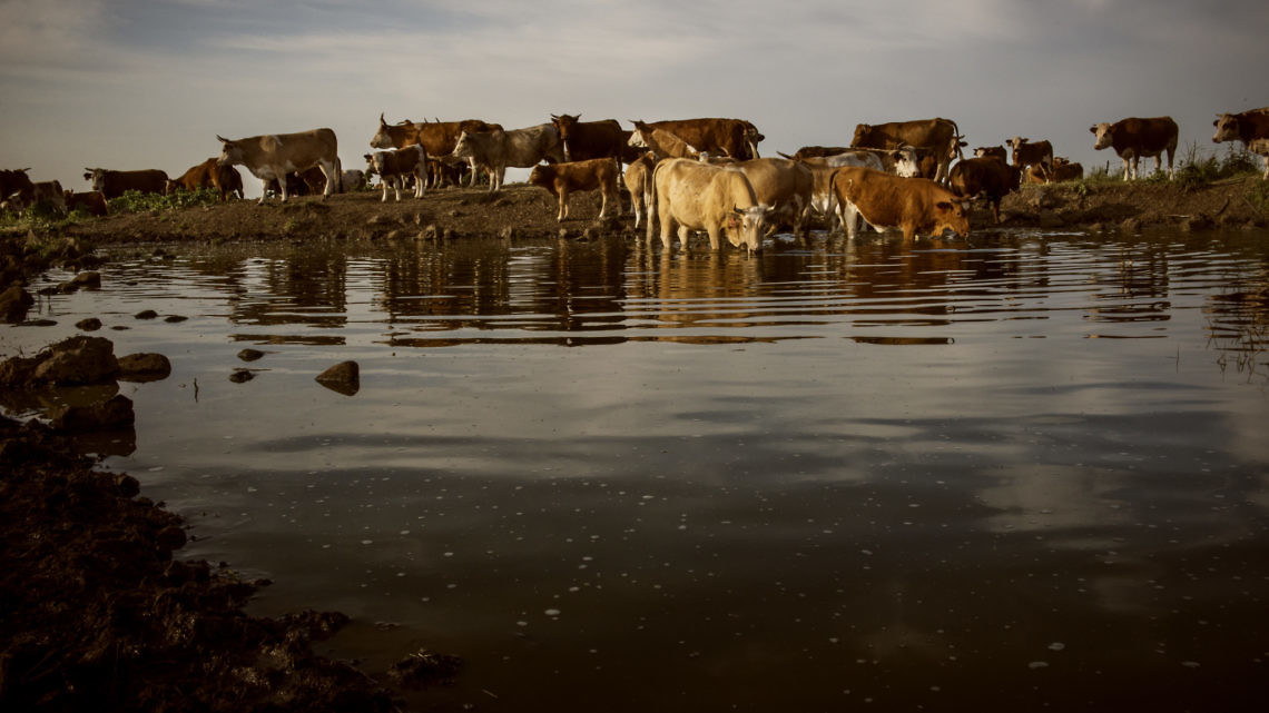 עדר פרות בחוות שבע המעיינות. צילום: בן יוסטר