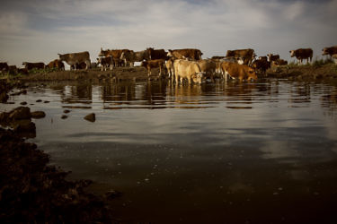 עדר פרות בחוות שבע המעיינות. צילום: בן יוסטר