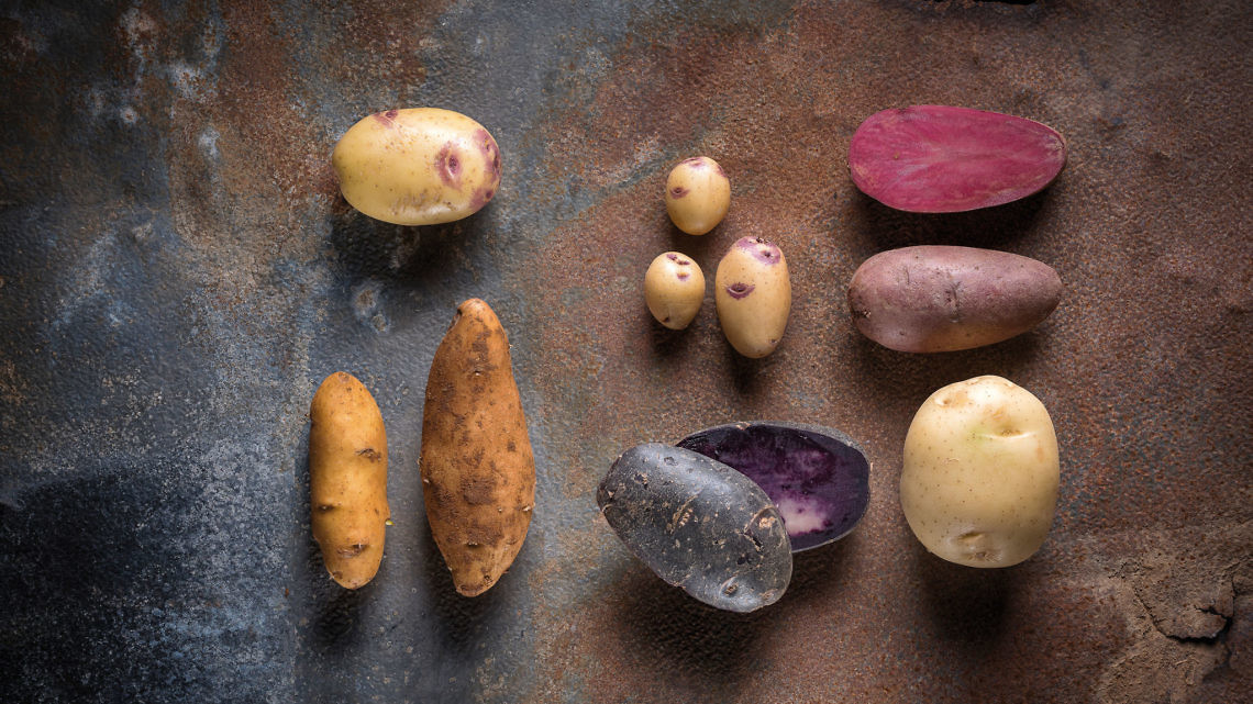זני תפוחי אדמה. צילום: אנטולי מיכאלו