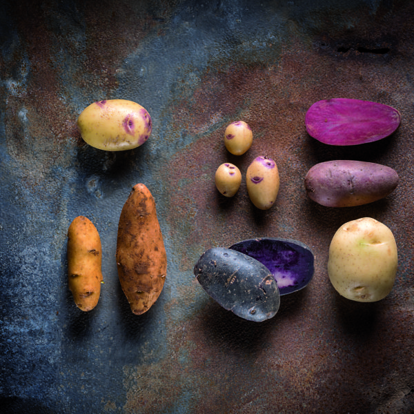 זני תפוחי אדמה. צילום: אנטולי מיכאלו