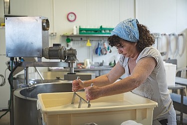 "היום אני מתרכזת אך ורק בייצור" מיכל מור מלמד בחדר הייצור של מחלבת שירת רועים שבגליל. צילום: שני בריל