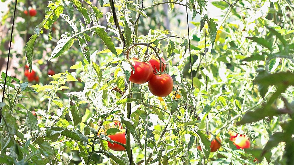 עגבניות של שף ארז קומרובסקי. צילום: מתן שופן
