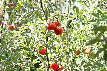 עגבניות של שף ארז קומרובסקי. צילום: מתן שופן