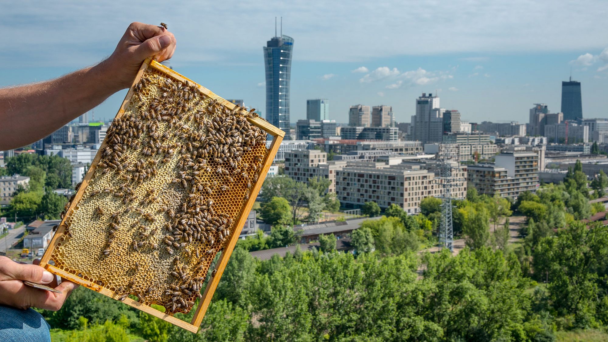 דבורים עירוניות בוורשה, פולין. צילום: Jowida Mormul