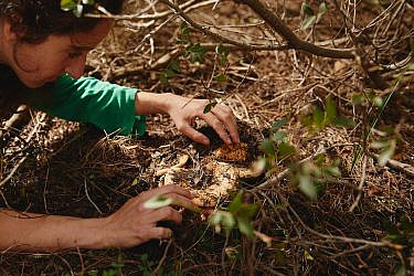 מיא גינזבורג מגלה פטרייה ביער באזור משגב (צילום: מתן כץ)