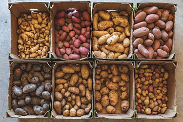 משמאל למעלה, בכיוון השעון: ראטה, דזירה, אליאנס, שרי, תפוחי אדמה קטנים, בלו בל, ניקולה, ויטלוט. תפוחי אדמה. צילום: שני בריל